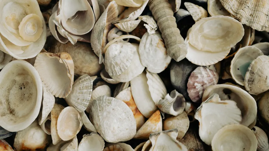 Detail Shell Texture Close Up Number 15