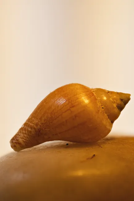 Detail Shell Texture Close Up Number 16