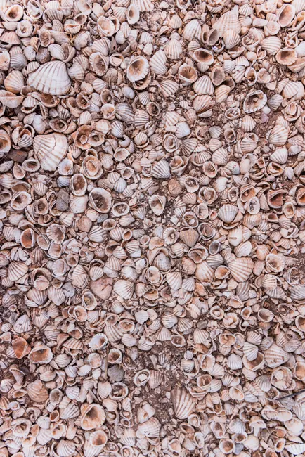 Detail Shell Texture Close Up Number 18