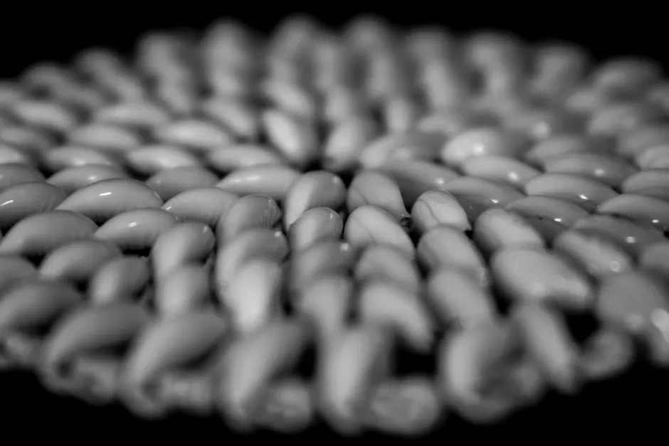 Detail Shell Texture Close Up Number 19