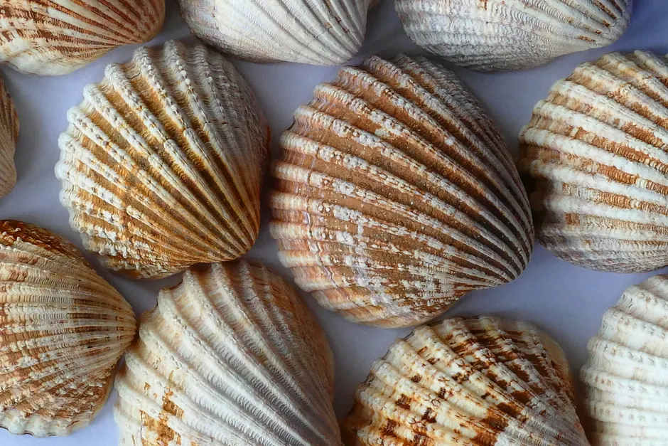 Detail Shell Texture Close Up Number 20