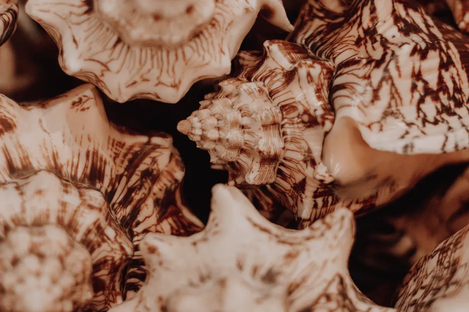 Detail Shell Texture Close Up Number 3