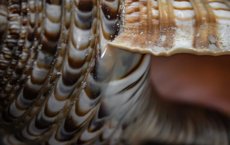 Detail Shell Texture Close Up Number 4