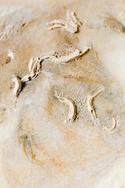 Detail Shell Texture Close Up Number 5