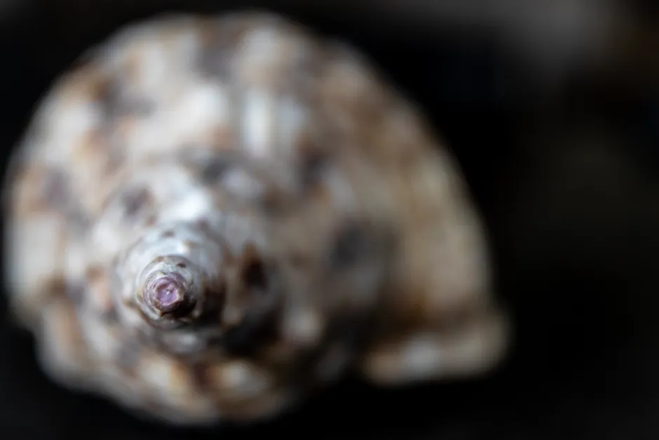 Detail Shell Texture Close Up Number 6