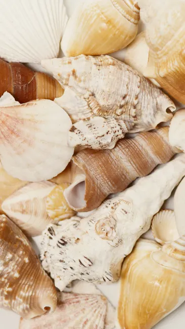 Detail Shell Texture Close Up Number 7