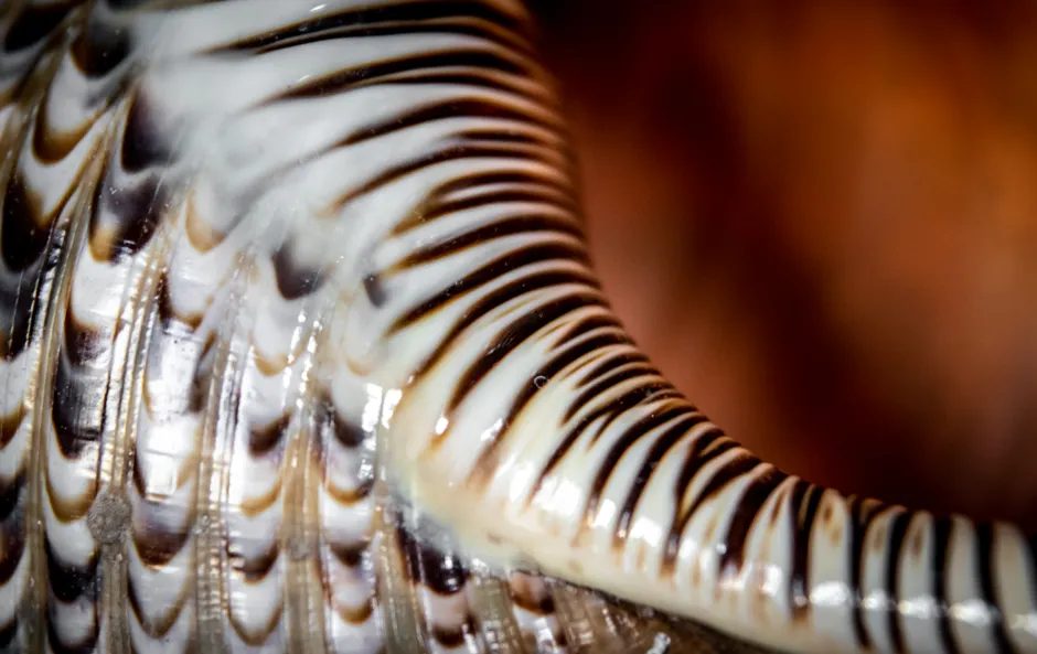 Detail Shell Texture Close Up Number 8
