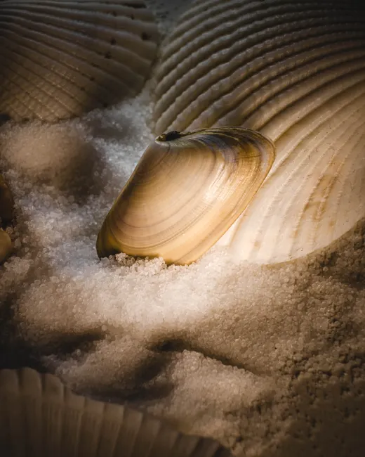 Detail Shell Texture Close Up Number 9