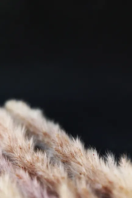 Detail Soft Focus Background Number 14