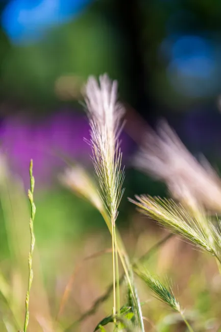 Detail Soft Focus Background Number 18