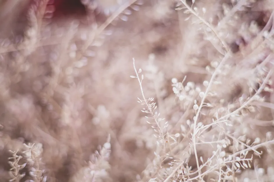 Detail Soft Focus Background Number 6