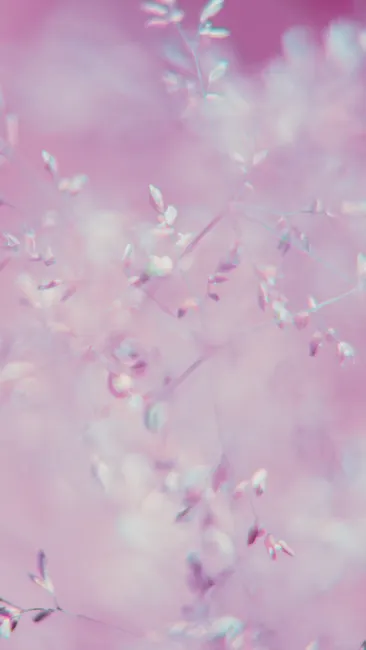 Detail Soft Focus Background Number 9