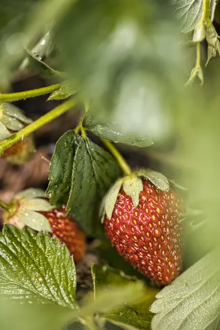 Detail Strawberry Close Up Number 18