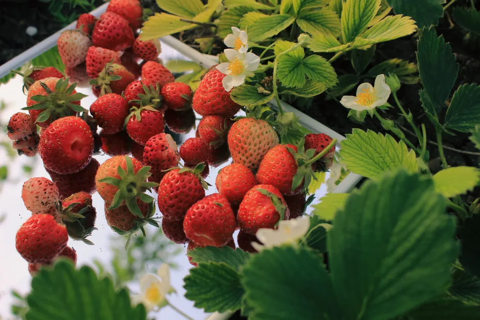 Detail Strawberry Close Up Number 9