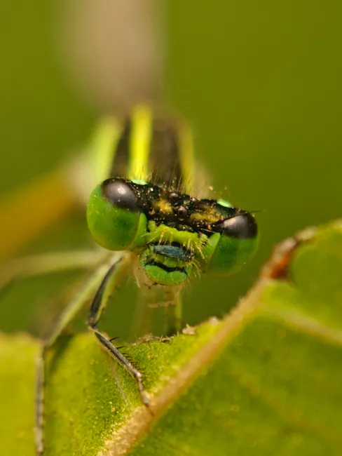 Detail Summer Insects Macro Number 2