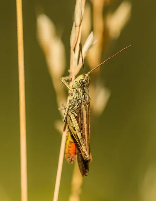 Detail Summer Insects Macro Number 11