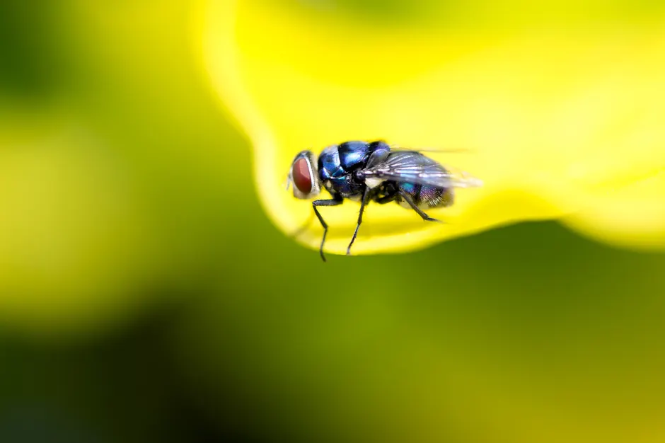 Detail Summer Insects Macro Number 13