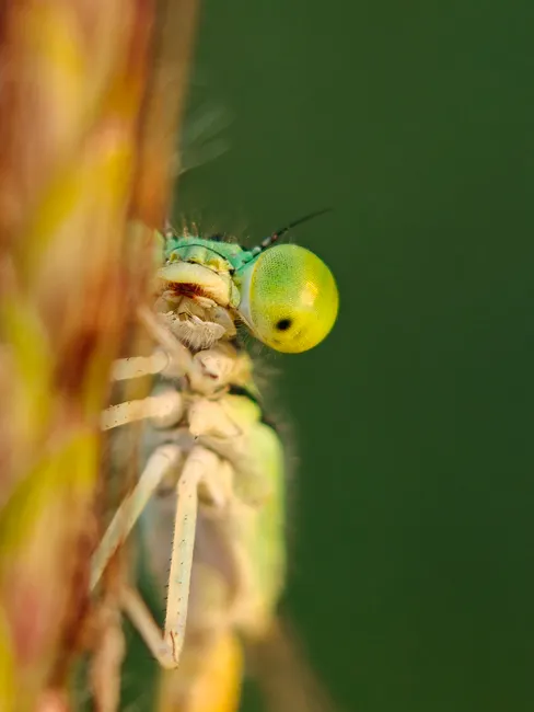 Detail Summer Insects Macro Number 14