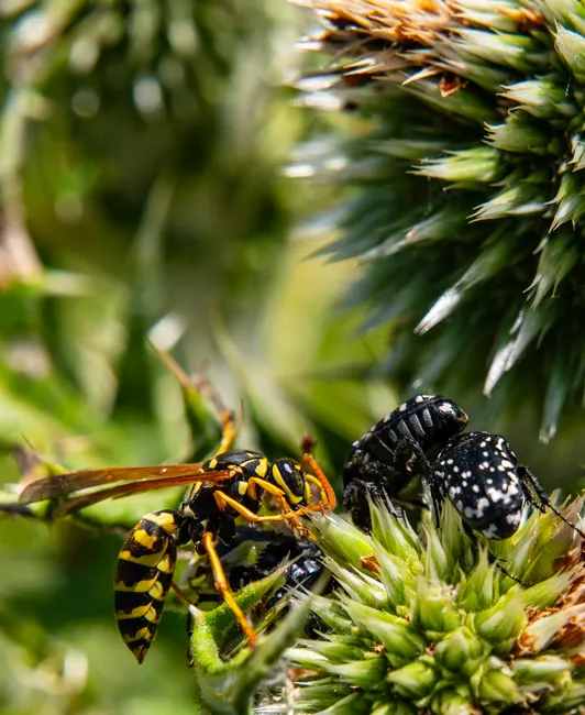 Detail Summer Insects Macro Number 15