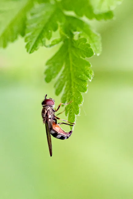 Detail Summer Insects Macro Number 17