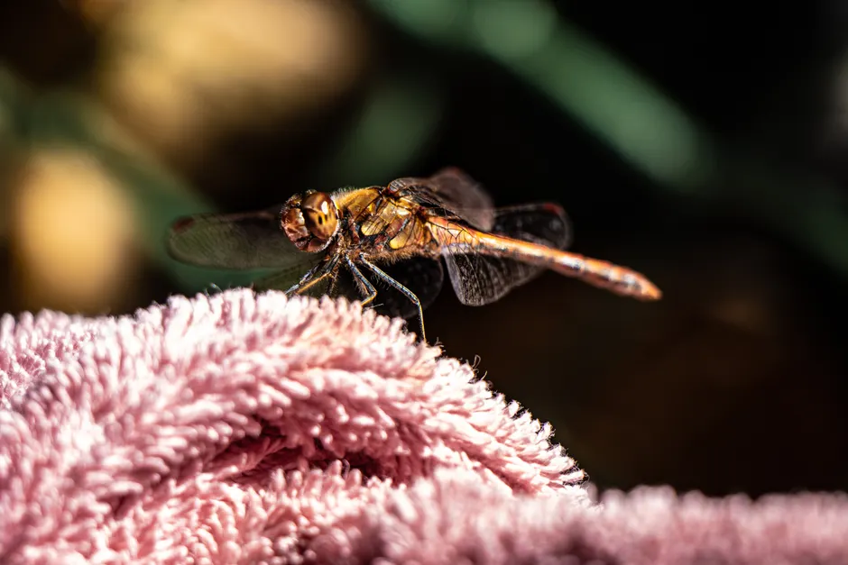 Detail Summer Insects Macro Number 20