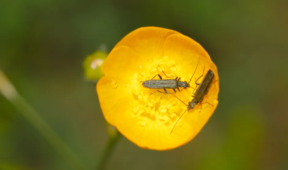 Detail Summer Insects Macro Number 4