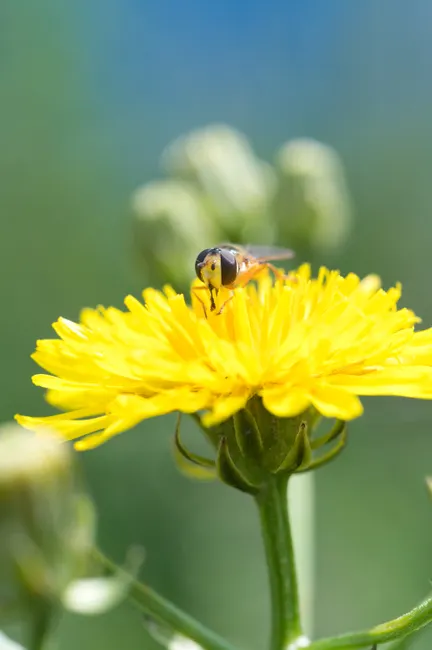 Detail Summer Insects Macro Number 5