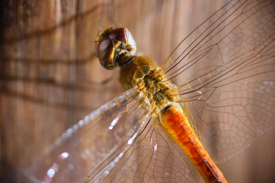Detail Summer Insects Macro Number 6