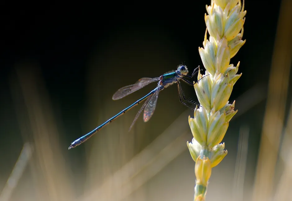 Detail Summer Insects Macro Number 7