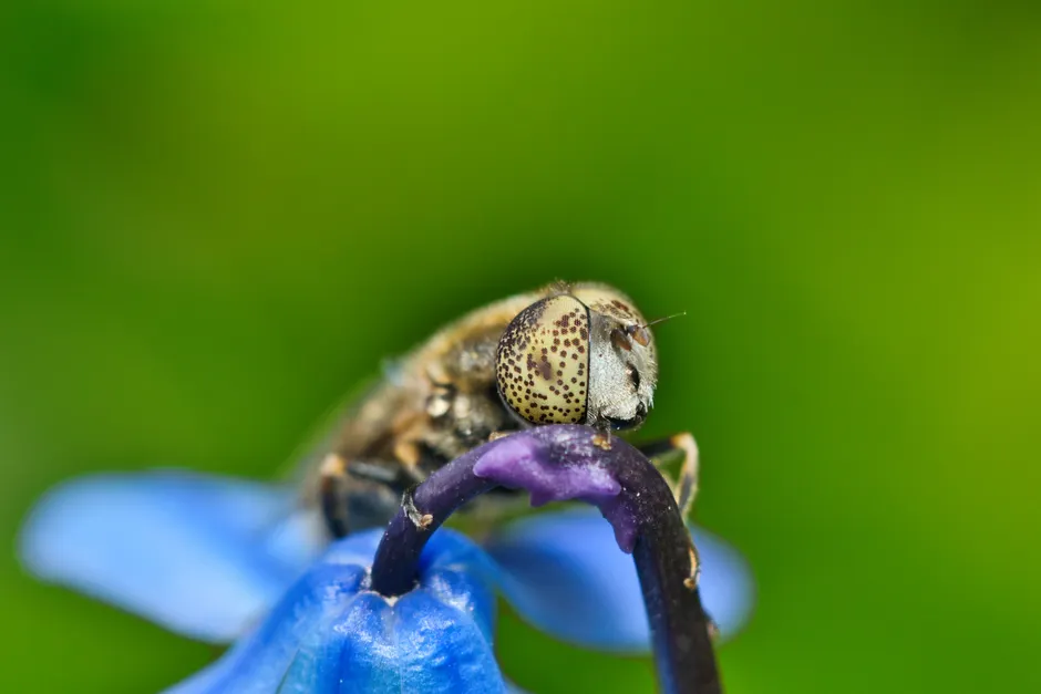 Detail Summer Insects Macro Number 8