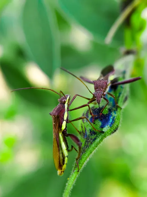 Detail Summer Insects Macro Number 9