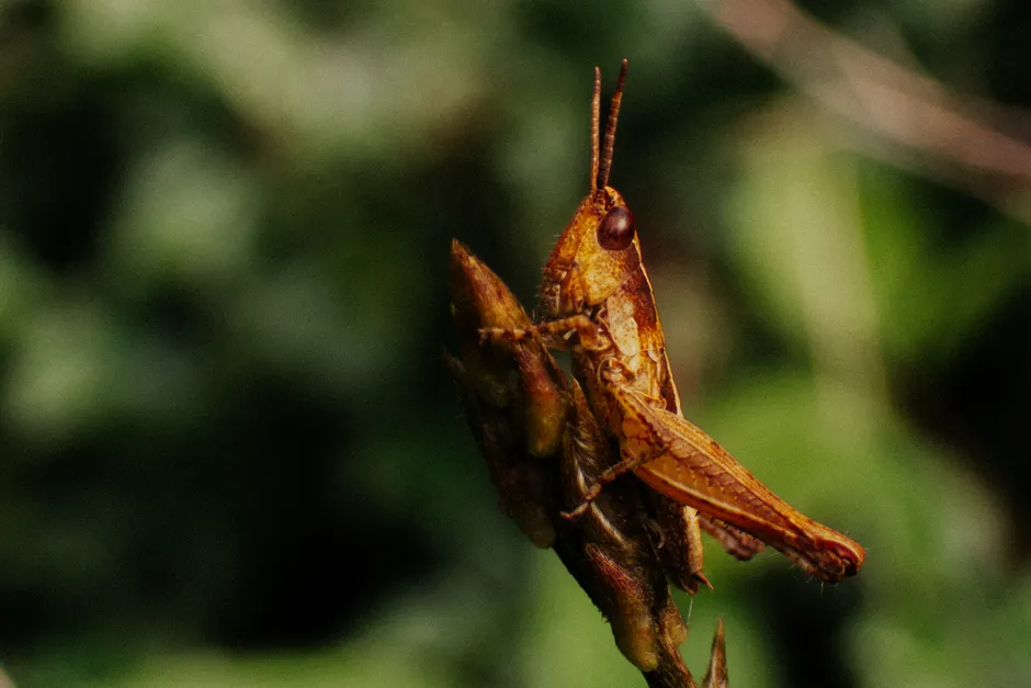 Detail Summer Insects Macro Number 10