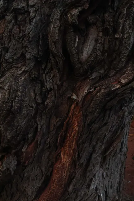 Detail Tree Bark Close Up Number 2