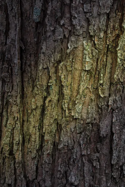 Detail Tree Bark Close Up Number 11