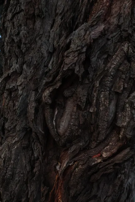 Detail Tree Bark Close Up Number 12