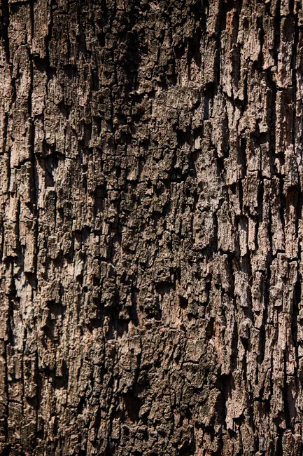 Detail Tree Bark Close Up Number 13