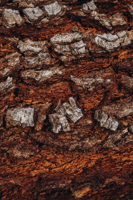 Detail Tree Bark Close Up Number 14