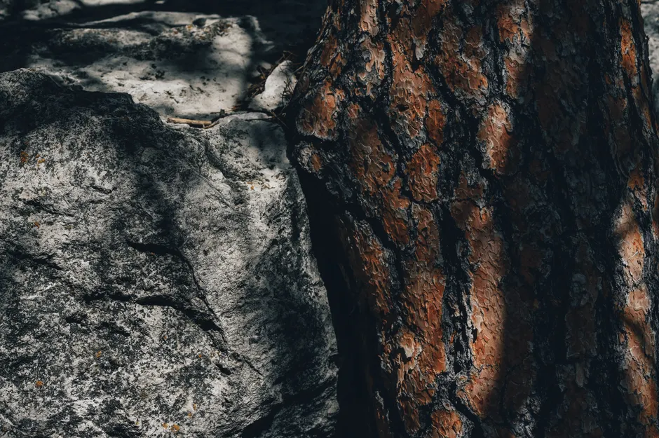 Detail Tree Bark Close Up Number 15