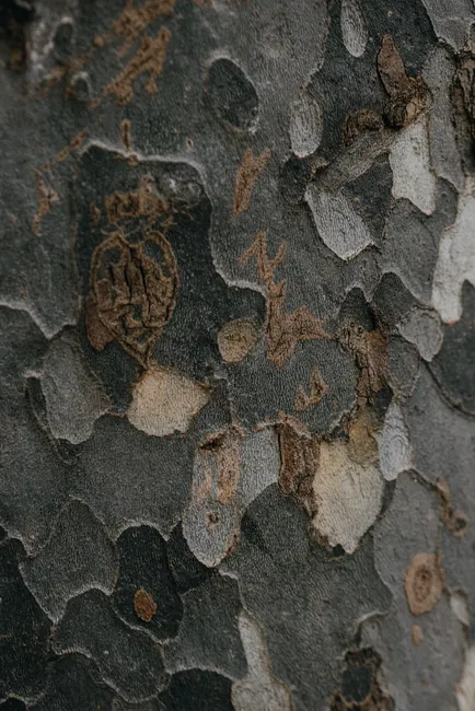 Detail Tree Bark Close Up Number 16