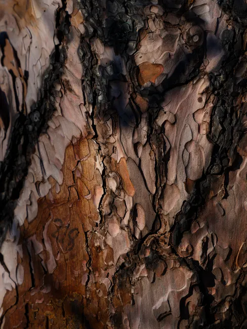 Detail Tree Bark Close Up Number 17