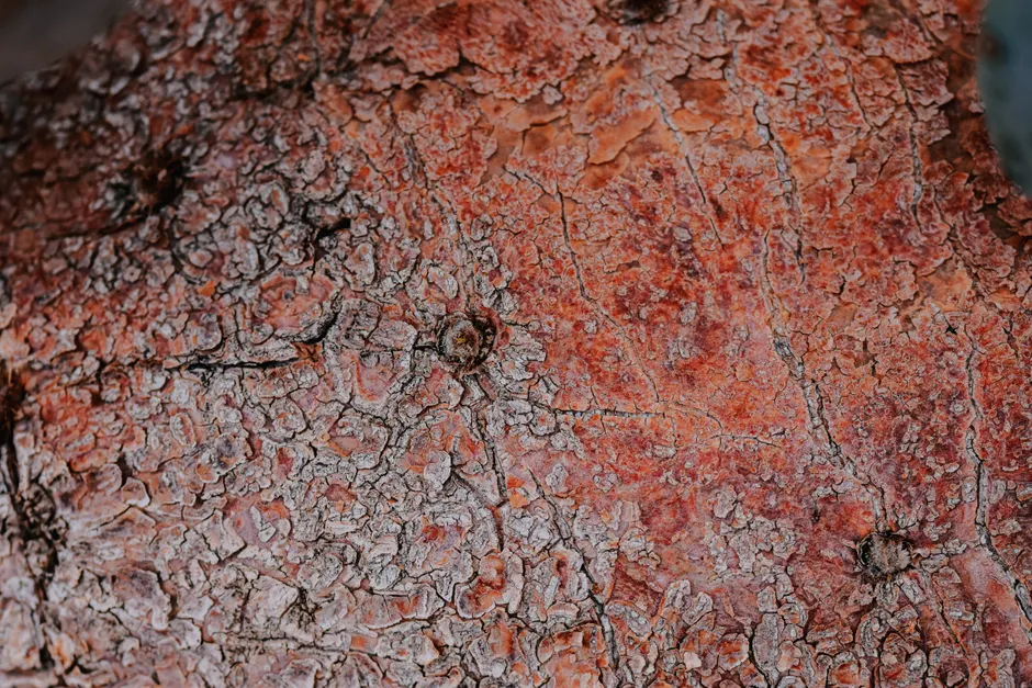Detail Tree Bark Close Up Number 18
