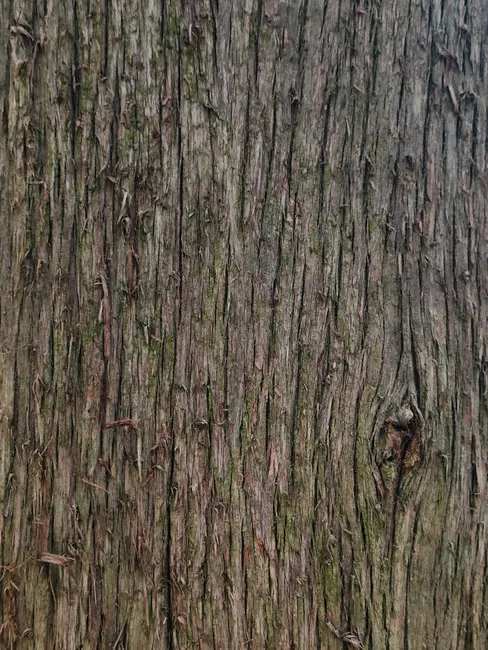 Detail Tree Bark Close Up Number 19