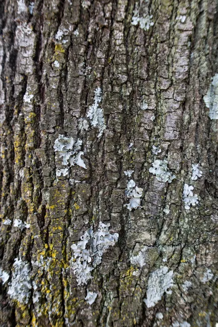 Detail Tree Bark Close Up Number 20