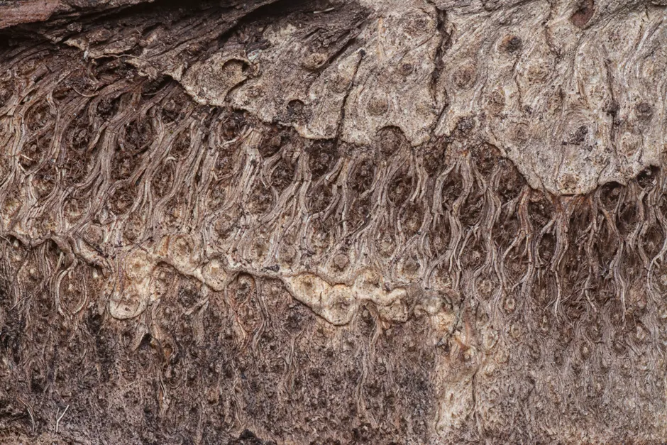 Detail Tree Bark Close Up Number 3