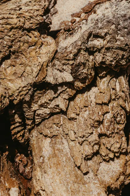 Detail Tree Bark Close Up Number 4