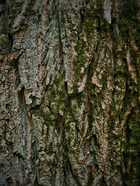 Detail Tree Bark Close Up Number 5