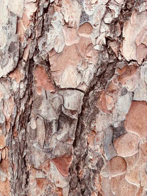 Detail Tree Bark Close Up Number 6