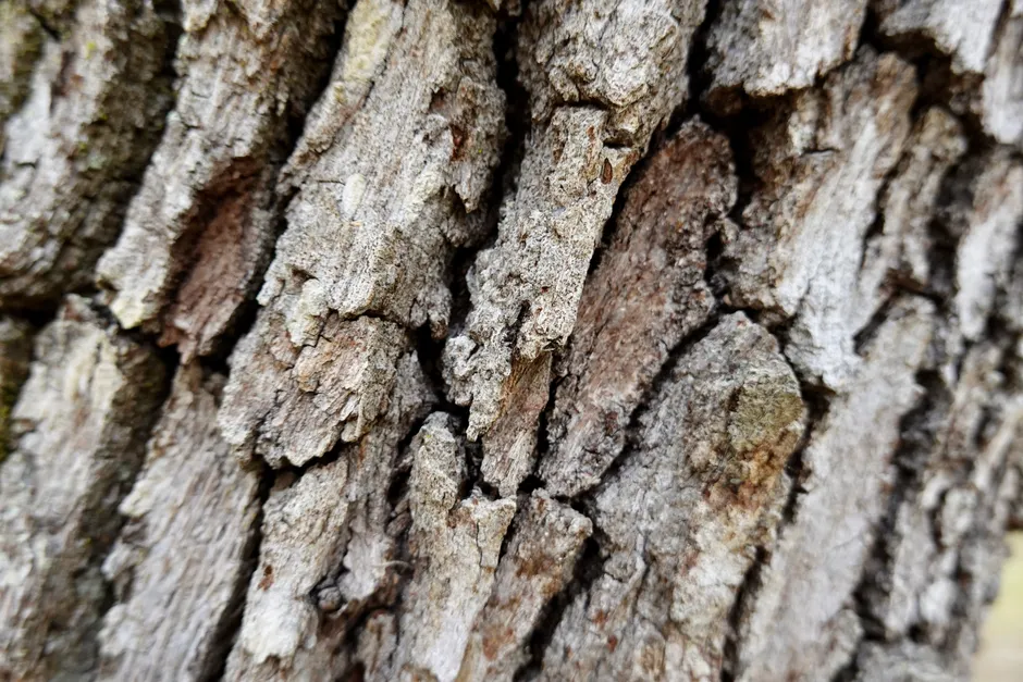 Detail Tree Bark Close Up Number 7