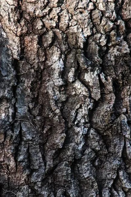 Detail Tree Bark Close Up Number 8