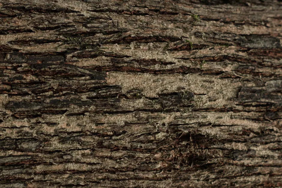 Detail Tree Bark Close Up Number 9